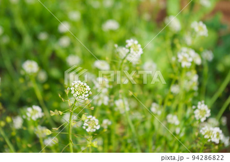 ナズナの花のクローズアップ 94286822