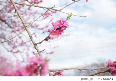桃の花のクローズアップ 桃の花のクローズアップ 94286823