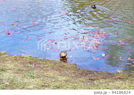 公園の池と鴨 94286824