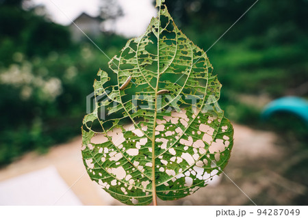 image of an actinidia leaf with holes eaten by caterpillars, two caterpillars eat the leaf image of an actinidia leaf with holes eaten by caterpillars, two caterpillars eat the leaf 94287049