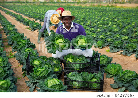 African man farmer picking green cabbage 94287067