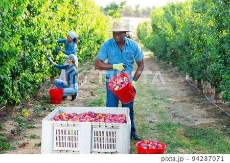 Man farmer picking ripe plums in garden Man farmer picking ripe plums in garden 94287071
