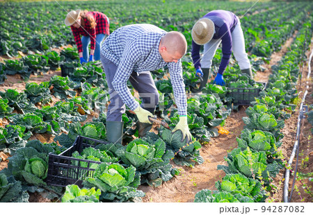 Man farmer picking green cabbage at a vegetable farm 94287082