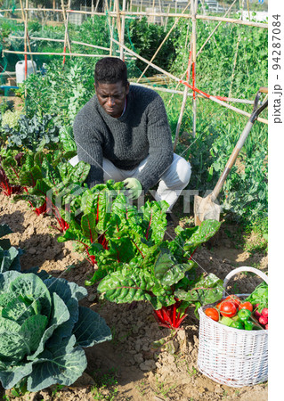 man farmer with shovel caring for beets 94287084