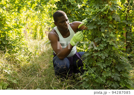 Afro-american farmer harvesting bitter melon (Momordica charantia) on plantation Afro-american farmer harvesting bitter melon (Momordica charantia) on plantation 94287085