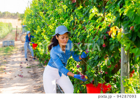 Woman farmer picking plums in fruit garden 94287093