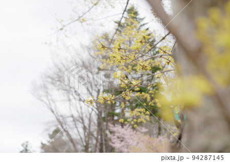 サンシュユの花と早春の風景 サンシュユの花と早春の風景 94287145