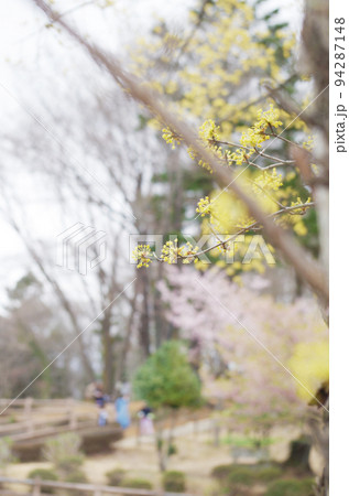 サンシュユの花と早春の風景 94287148