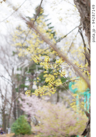 サンシュユの花と早春の風景 94287149