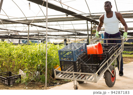 Farmer carries plastic boxes on wheelbarrow Farmer carries plastic boxes on wheelbarrow 94287183