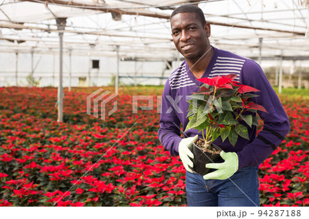 African worker caring of Euphorbia pulcherrima 94287188