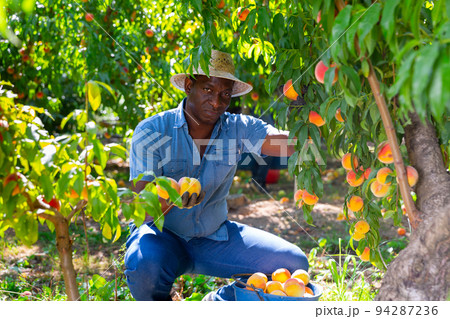 African-american man harvesting peaches African-american man harvesting peaches 94287236