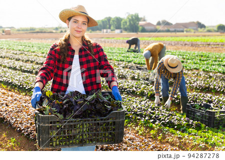 Woman farmer carrying box with picked komatsuna Woman farmer carrying box with picked komatsuna 94287278