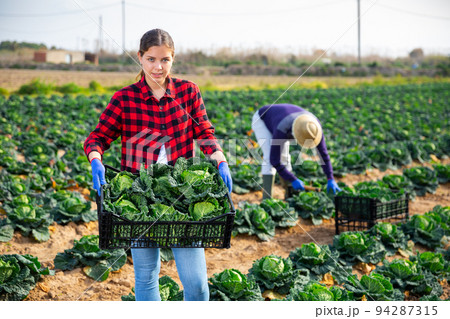 Young female farmer harvesting fresh savoy cabbage 94287315