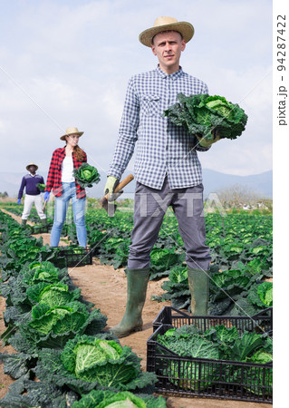 Man harvesting cabbage in farm field Man harvesting cabbage in farm field 94287422