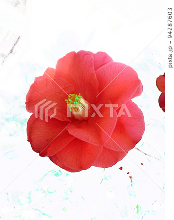 椿の花に魅せられて、春のある日に撮らされた一枚 94287603