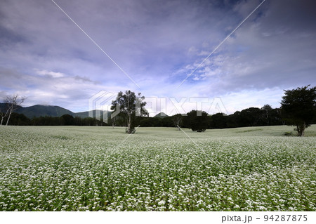 福島県南会津郡南会津町高杖原　舘岩地域の高杖原地区に広がるたかつえそば畑の白い蕎麦の花 94287875