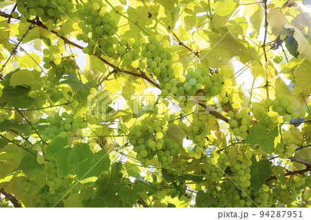 フルーツ狩り フルーツ狩り 94287951