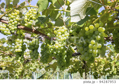 フルーツ狩り 94287953