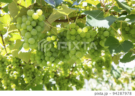 フルーツ狩り 94287978