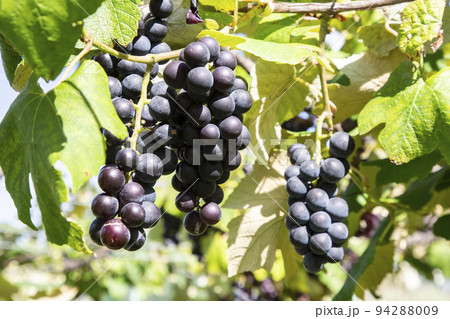 フルーツ狩り 94288009