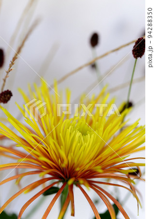 お月見のお花 花瓶 白バック お月見のお花 花瓶 白バック 94288350