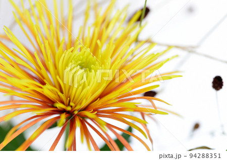 お月見のお花 花瓶 白バック お月見のお花 花瓶 白バック 94288351