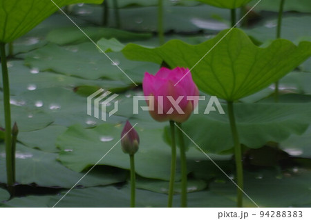越後妻有 二千年蓮の世界 越後妻有 二千年蓮の世界 94288383