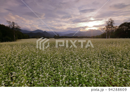 福島県南会津郡南会津町八総　舘岩地域の高杖原地区に広がるたかつえそば畑の白い蕎麦の花と夕焼け空 94288609