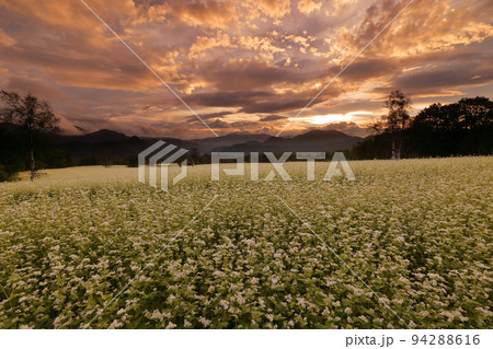 福島県南会津郡南会津町八総　舘岩地域の高杖原地区に広がるたかつえそば畑の白い蕎麦の花と夕焼け空 94288616