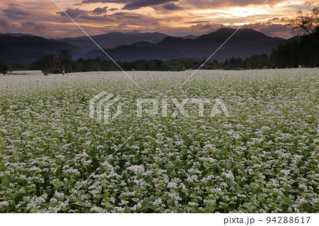 福島県南会津郡南会津町八総 舘岩地域の高杖原地区に広がるたかつえそば畑の白い蕎麦の花と夕焼け空 福島県南会津郡南会津町八総 舘岩地域の高杖原地区に広がるたかつえそば畑の白い蕎麦の花と夕焼け空 94288617