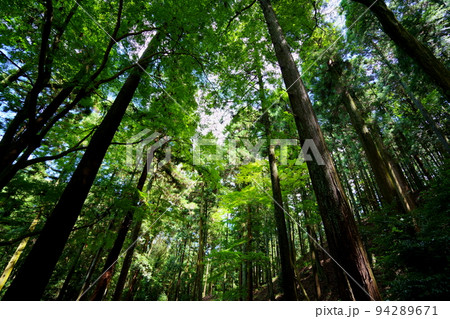 奈良奥山ドライブウエー・暗い原始林 奈良奥山ドライブウエー・暗い原始林 94289671
