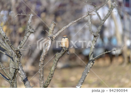 枯れ枝のモズ 94290094
