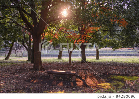 大和ふれあいの森の夕暮れ時の紅葉 94290096