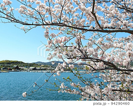 浜名湖松見ヶ浦の桜の花の風景 94290460