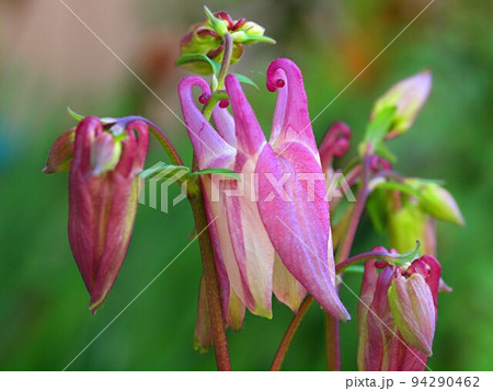 オダマキの花の蕾 オダマキの花の蕾 94290462
