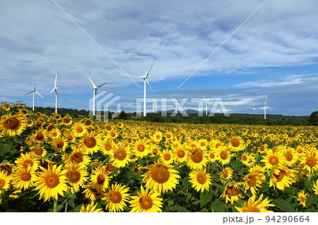 福島県郡山市湖南町赤津 郡山布引 風の高原の風力発電の風車の下に広がるひまわり畑 福島県郡山市湖南町赤津 郡山布引 風の高原の風力発電の風車の下に広がるひまわり畑 94290664