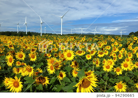 福島県郡山市湖南町赤津　郡山布引　風の高原の風力発電の風車の下に広がるひまわり畑 94290665
