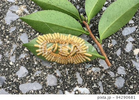 チャドクガの幼虫 94290681