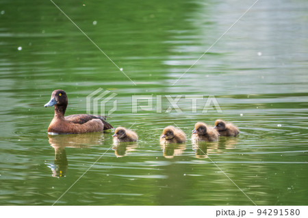 Female Tufted duck swims with her ducklings in green lake 94291580