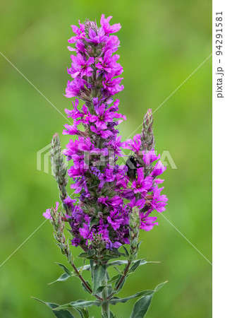 Summer Flowering Purple Loosestrife, Lythrum tomentosum on a green blured background. Summer Flowering Purple Loosestrife, Lythrum tomentosum on a green blured background. 94291581