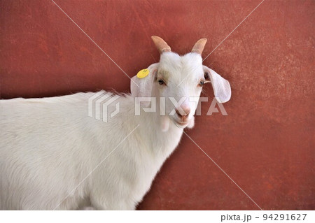 山羊 94291627