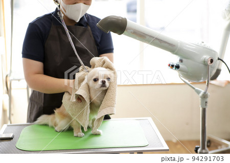 トリミングテーブル上でトリマーにドライヤーで乾かしてもらうクリーム色のロングコートチワワ  94291703