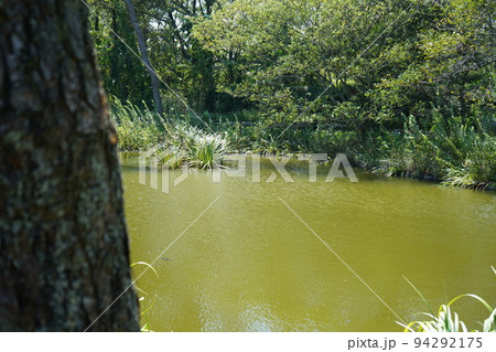 林の中にひっそりと現れる池｜石川県加賀市｜首洗池 94292175