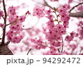 晴れた春に見上げて撮った桜 94292472