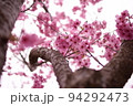 春に見上げて撮った桜の木 94292473