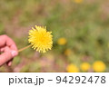 子供が採ったタンポポの花 94292478