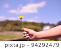 晴れた春に子供が採ったタンポポの花 94292479