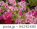 春の庭先に咲いているツツジの花 94292480
