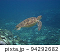海中を泳ぐウミガメ（沖縄） 94292682